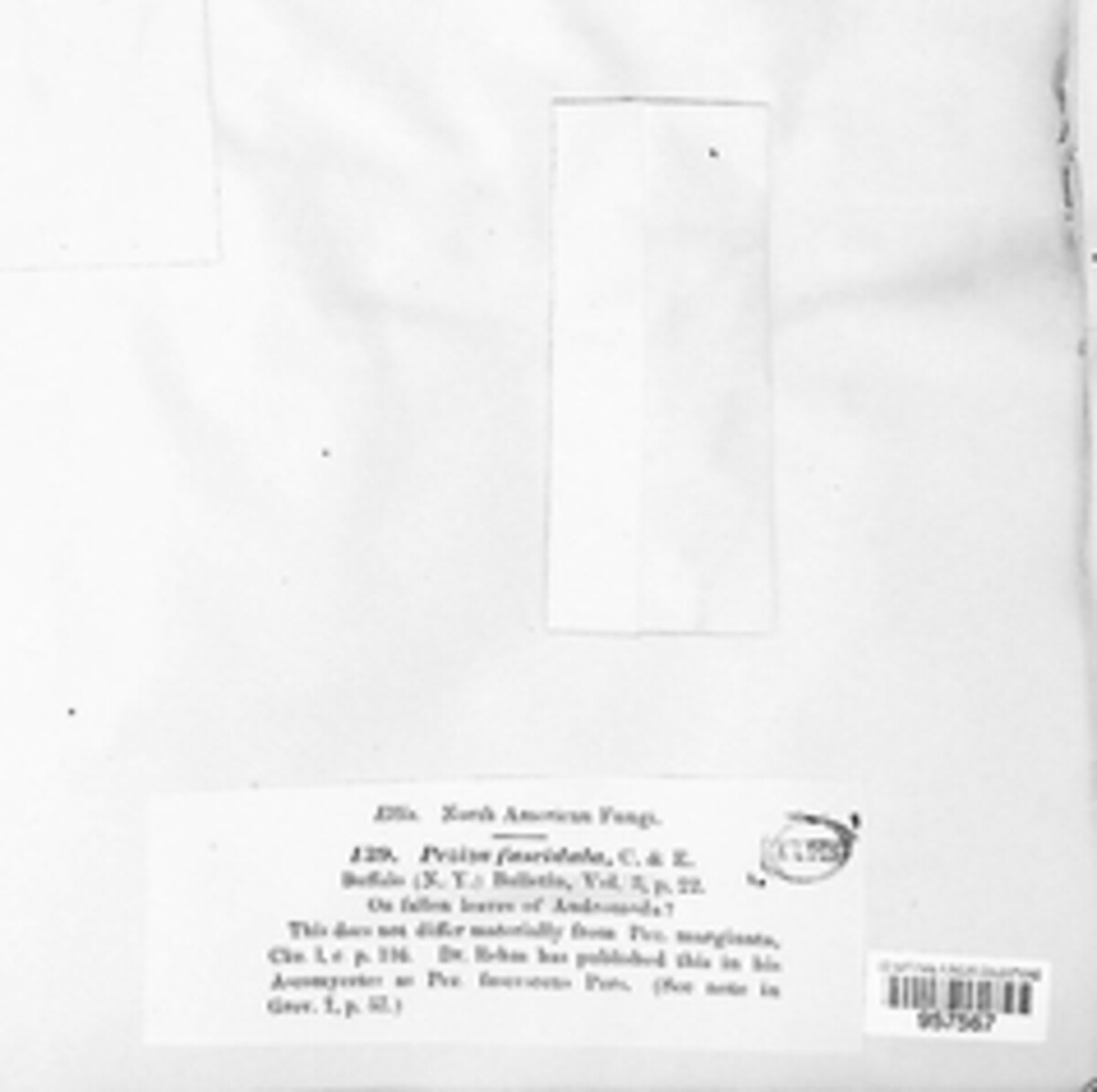 Peziza fasciculata image